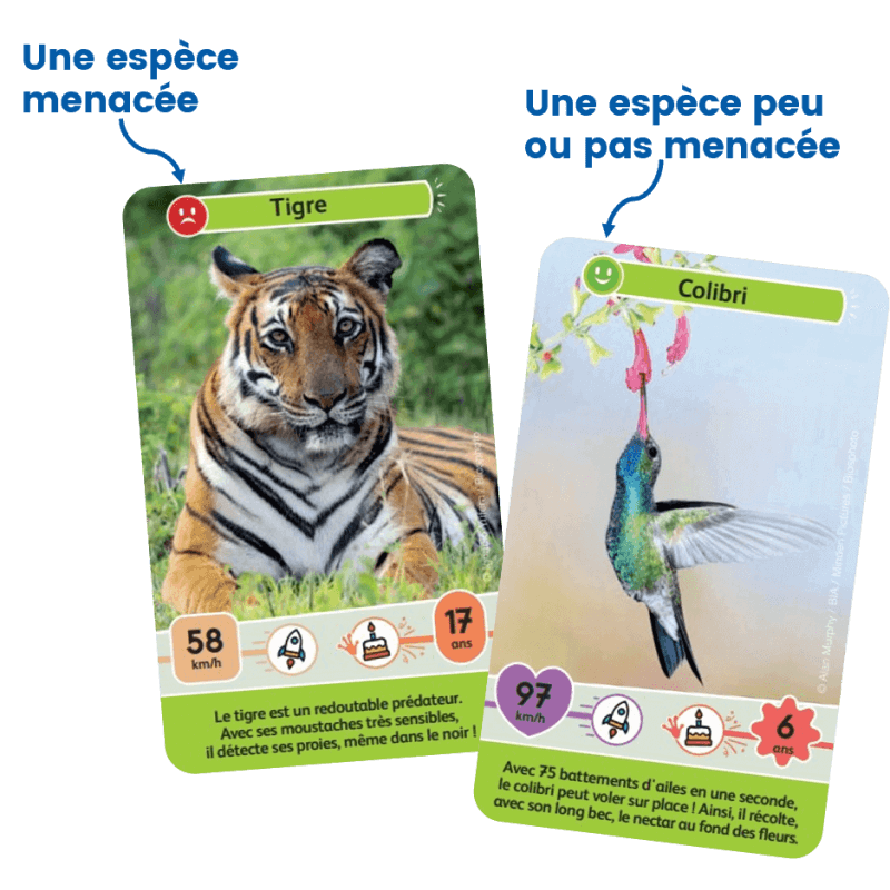 defis-nature-junior-mysteres-de-la-jungle-defis (5)