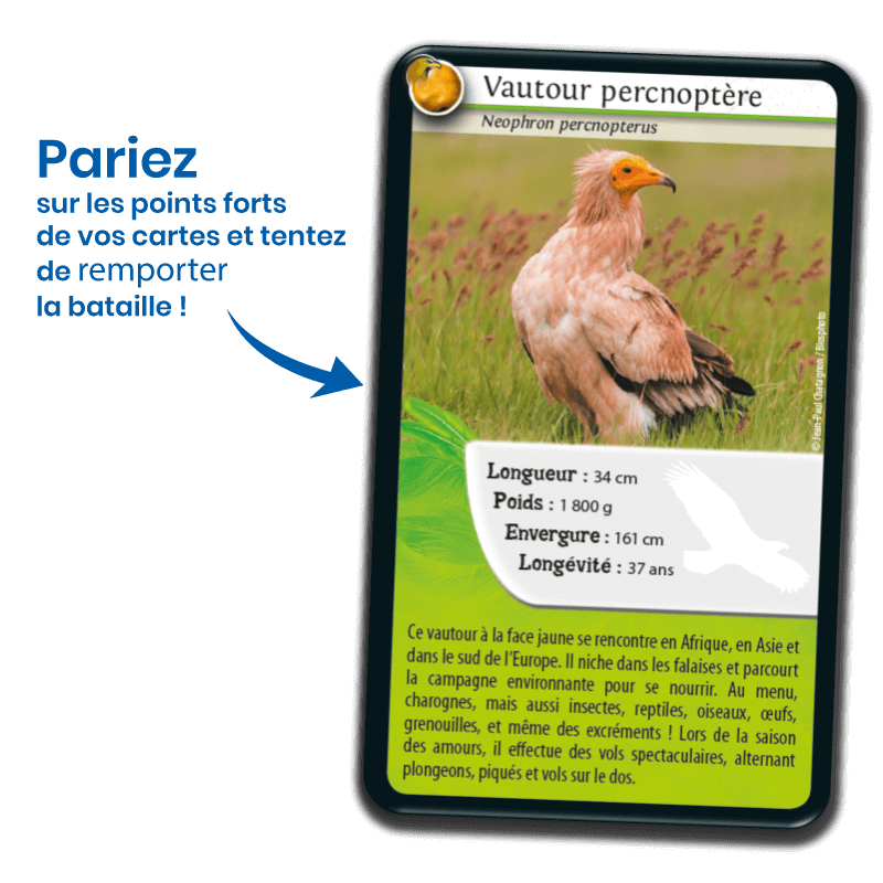 defis-nature-rapaces (2)